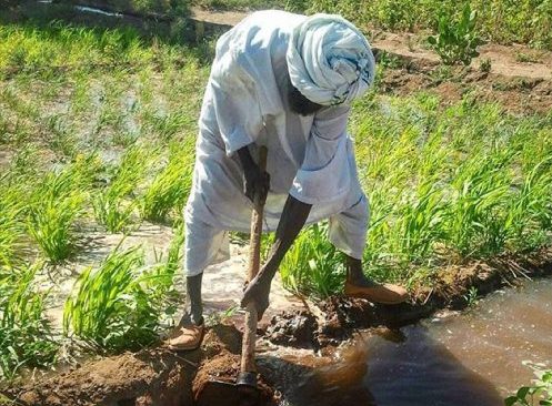 Impact of Ongoing Conflict and Pathways to Recovery in Sudan: Agricultural Bounce-Back, Infrastructural Investment, and Social Protection