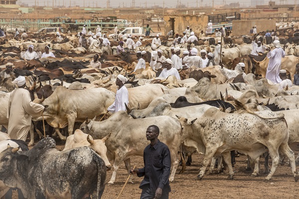 Sustainable livestock development in Sudan: Challenges, opportunities, and policy priorities