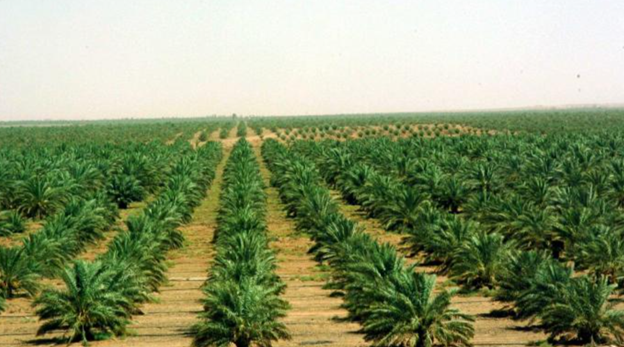 Severe Impacts of Sudan’s Ongoing Conflict on Food Security and Necessary Actions