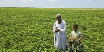 Farming in crisis: Livelihood challenges and resilience in conflict-affected Sudan: Insights from the Sudan 2024 Smallholder Farmers Survey