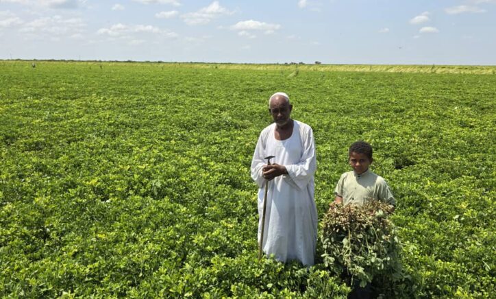Farming in crisis: Livelihood challenges and resilience in conflict-affected Sudan: Insights from the Sudan 2024 Smallholder Farmers Survey