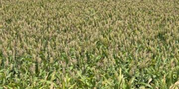 Agricultural recovery and resilience in Sudan: Findings from the THABAT Project baseline survey of farmers