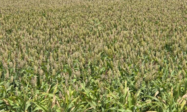 Agricultural recovery and resilience in Sudan: Findings from the THABAT Project baseline survey of farmers